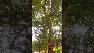 Jackfruit cutting from a big tree #jackfruit #nature #farming #zombieshorts