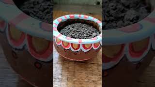 planting into cute pot #plants #potdesigns #planting #indoorplants #shortvideo #youtubeshorts