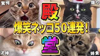 [2ch Animal Thread Hall of Fame Cats] 50 Funny Cat Videos Full of Things to Point Out! Part 8 (Me...