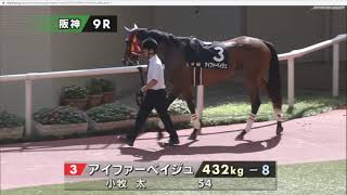 【パドック】 友道 康夫厩舎のマイラプソディ 2019年9月14日（土曜） 4回阪神3日 9R 野路菊ステークス 阪神 芝 1800m
