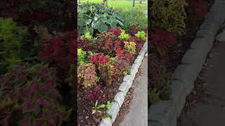 Evening walk in the park #healthylifestyle #nature #naturewalk