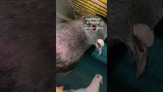 #dharmapuri #hamster #petshopdharmapuri #pets #pettoys #bepositive #