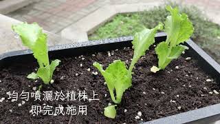 萵苣縮時
