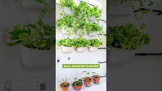 Best Ways to Display Indoor Vines in Style #vines #vinesvideo #shortvideo