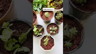 #succulent #succulents #succulentsforbeginners #plants #plantlover #cactus #balconygarden #plantcare