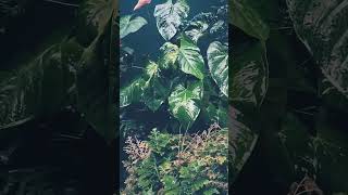 #rain #heavyrainandthundersoundsforsleeping #calmrain #nature #relaxingsounds  😴🌧️