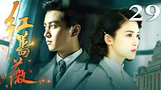 红蔷薇 29丨陈晓&杨子姗演绎谍战伉俪的荡气回肠（陈晓/杨子姗/毛林林/谭凯）