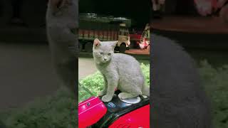 pet lovers on top❤️😻#pets #pet #petlovers #rider #youtubeshorts #youtube #1million #shortvideo #cat