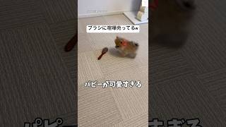 ブラシと喧嘩する子犬が可愛い☺️ #子犬　#ポメラニアン　#パピー #犬　#かわいい犬