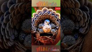 mother birds sheltering her Chicks form the rain #ai #aishorts #aibirds #oiseau
