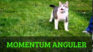 MOMENTUM ANGULER