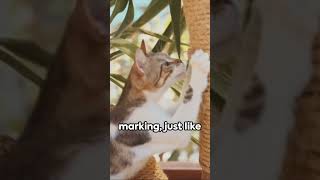 The Tiger Within  Unveiling Your House Cat  #cat #felineantics #catcute #catknowledge #cats