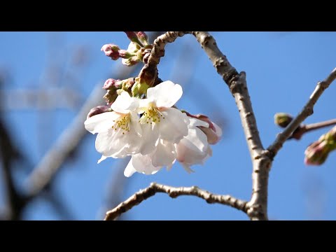 高知、熊本で桜開花　今春全国で最も早く　気象庁