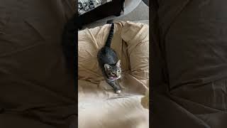 Tiki vs banana!! Not one of her faves!