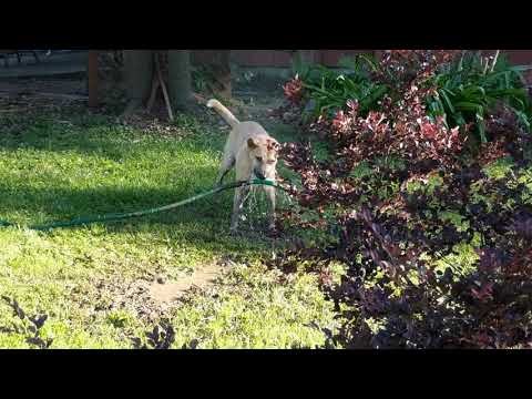 dog attacking waterhose