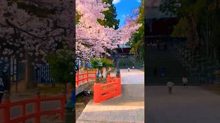 Japan 🌸🇯🇵 #sakura #japan #japanlife #japantravel #japanvlog #japannature #japantourism #1million