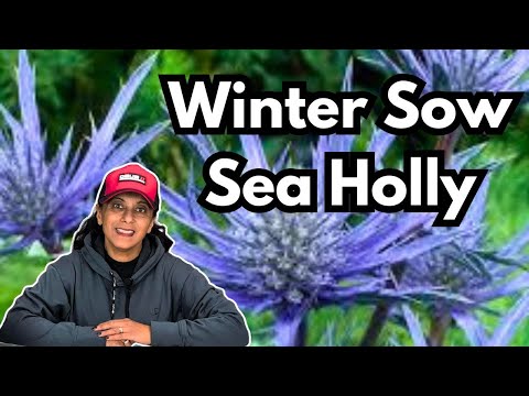 Grow Eryngium Sea Holly From Seed | Winter Sowing | Perennial Garden HACK