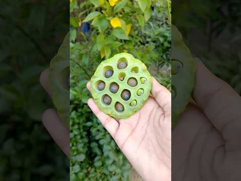 Fresh lotus seed harvesting #stisfyingvideo