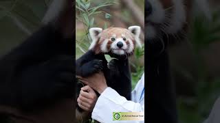 WE Saved a RED PANDA from Peril - part 4🦊 #wildlifeheroes #animals