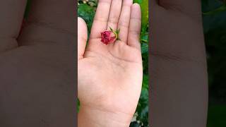 hibiscus flowerblooming🌺🌺 #flowers #blooming  #homegardening #fastgrowth #shortvideo