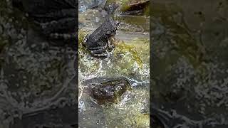 Eastern spadefoot toad Scaphiopus holbrookii) hopping around waters edge #floridaponds