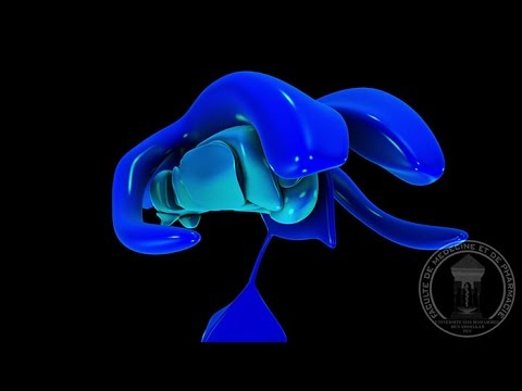 الجهاز العصبي: الدماغ البيني, المهاد و الوطاء
