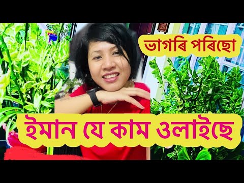 ইমান যে কাম ওলাইছে, ভাগৰি পৰিছো ॥#assamesevideo #vlogvideo #myvlog