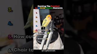 Ranking The Funniest Lovebirds Parrot Moments 🤣 #parrot #shorts