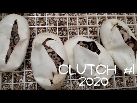 2020 Ball Python Clutch #1: Egg Cutting. Enchi Leopard Mojave x Enchi Lesser Spider