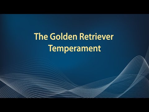 The Golden Retriever Temperament