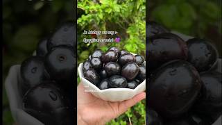 Scientific name of jamun #javaplum 💜