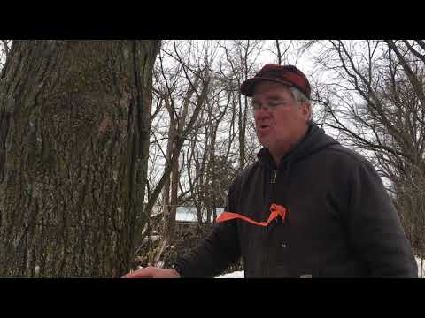 tree tapping
