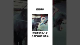 Trivia about Oguri Cap #shorts #horse racing