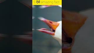 top 5 amazing fact 😱✅ #3amazingfacts #amazingfacts #youtubeshorts #factsinhindi #3amazing #shortfact