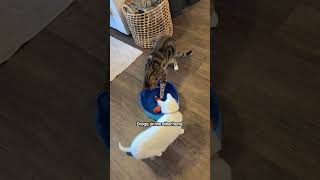 Cat's React To New Pool Toy | The Pack