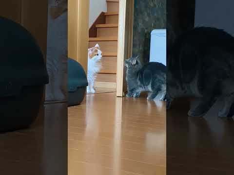 琥珀に怒られた銀太が扉を…w