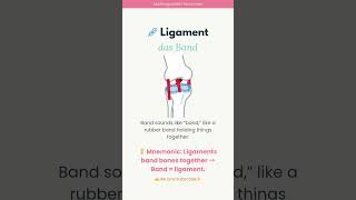 ligament | das Band 📖✨Learn German with Me: Medical Vocabulary  #germanmedicalterms