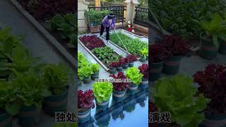 種菜的小院子，也可以打理的像花園一樣漂亮 #在家種菜 #田園生活