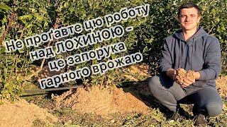 Мульчування - одна з основних робіт над лохиною на протязі сезону, це запорука врожаю  22.09.24