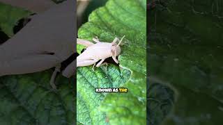 The Creepy Secret Behind Mind-Controlled Ants!