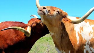 Top reasons you should get Longhorn