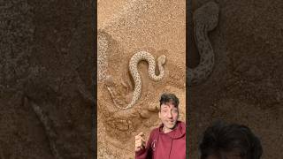 The hidden trap of the desert 👀 #sidewinder #snake