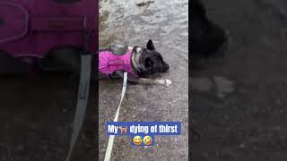#thirsty #akitadog #akitaamericano #hiking #river #rivervibes #animals #dogmom #akitamom #mybabygirl