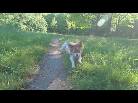 Mini dog cartoons