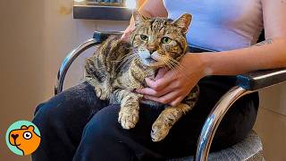 Cat Comes to Hair Salon And Sits on Customers | Cuddle Buddies