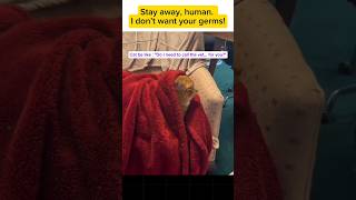 The most polite cat ever + When Cats Act Like a Team 🐱 #cat #catfails #funnycats