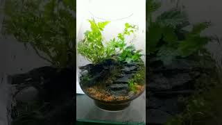 Stair Terrarium. #terrarium #foryou #shortvideo #green #diy #gift