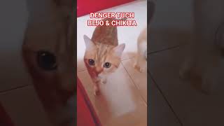 LOE BER DUA CUMA DIRUMAH AJA #wendhatamtomo #emaxmantap #cats #dailyvlog #viral #vlog