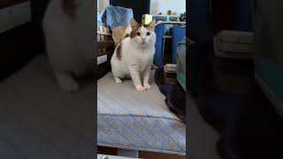 シロの猫パンチ可愛い　#猫　#猫パンチ　#ねこのいる生活 　#cat