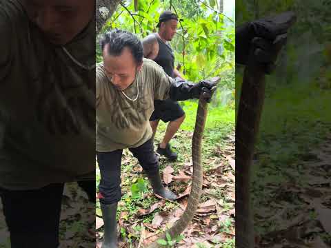 *** CATCHING WILD A KING COBRA 🐍 *** #animal #venomous #viral #animals #reptiles #viper #kingcobra